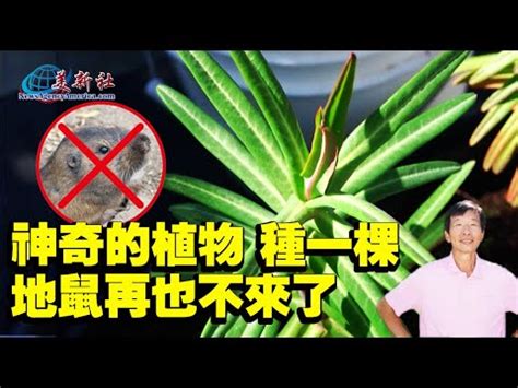 老鼠破壞盆栽|[請問] 老鼠挖盆栽土